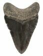 Serrated, Dark Grey, Megalodon Tooth - Georgia #52412-2